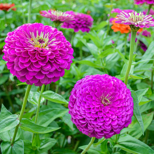 Purple Yellow flower seeds