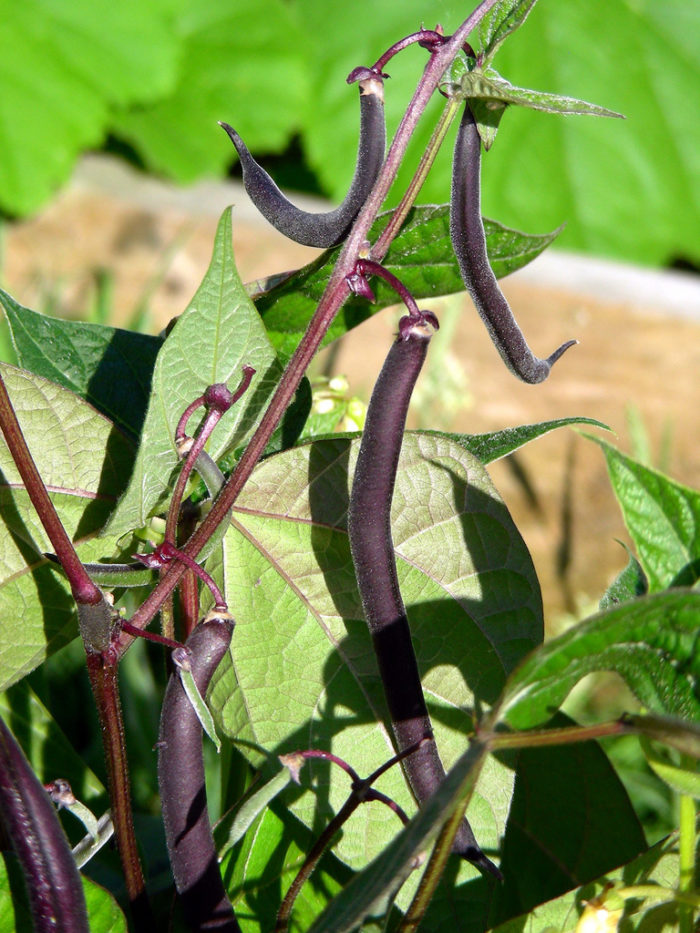 Brown Bean Seeds for Planting – Heirloom Non-GMO Garden Seeds