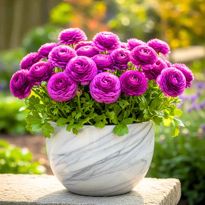 Lavender Ranunculus flower seeds