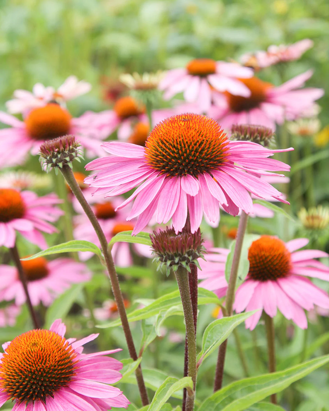 Sonnenhut flower seeds