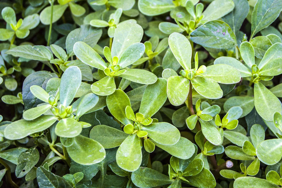 Common purslane vegetable plant with fleshy green leaves, branching succulent stems, and small yellow flowers growing in a sunny home vegetable garden.