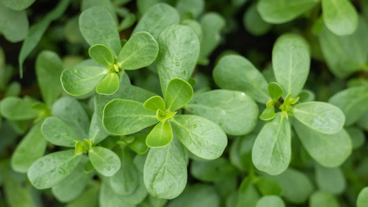 Common purslane vegetable plant with fleshy green leaves, branching succulent stems, and small yellow flowers growing in a sunny home vegetable garden.