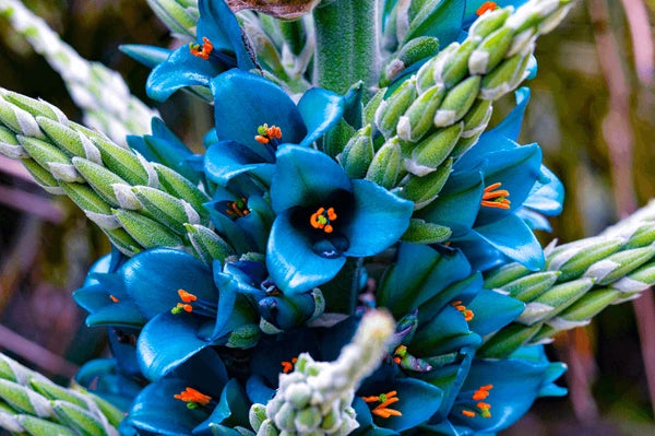 Puya flower seeds