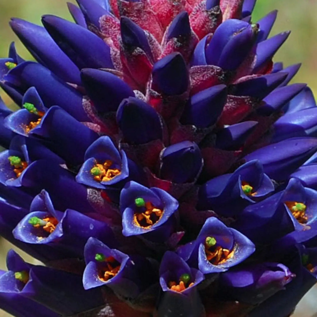 Purple Puya flower seeds