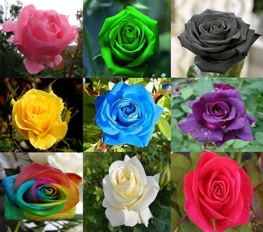 Black Multicolor flower seeds