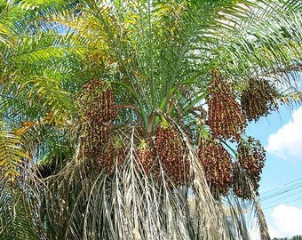 Pygmy Date Palm Phoenix roebelenii Tree Seeds for Planting – Heirloom Non-GMO Garden Seeds