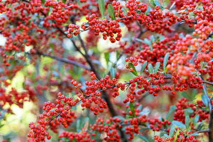 Red Pyracantha shrub with green foliage and bright red berry clusters in a garden