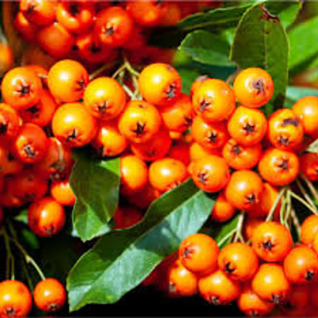 Orange Firethorn Fruit Seeds for Planting with Bright Orange Fruit Clusters