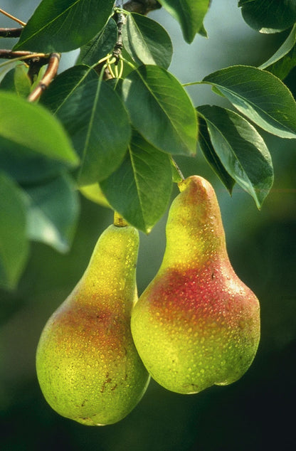 Apricot-leaved pear seeds for planting and growing Pyrus armeniacifolia, an unusual pear tree with distinctive apricot-like foliage.