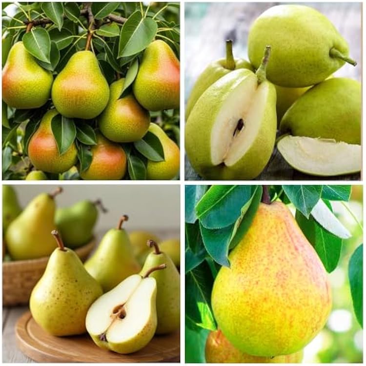 European Pear Fruit Seeds for planting and growing in a home garden