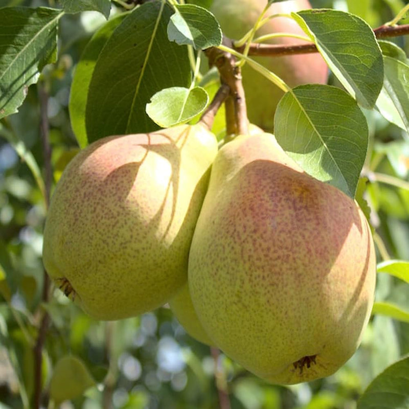 Bartlett Pear Tree Seeds for Planting – Heirloom Pyrus communis Pear Seeds