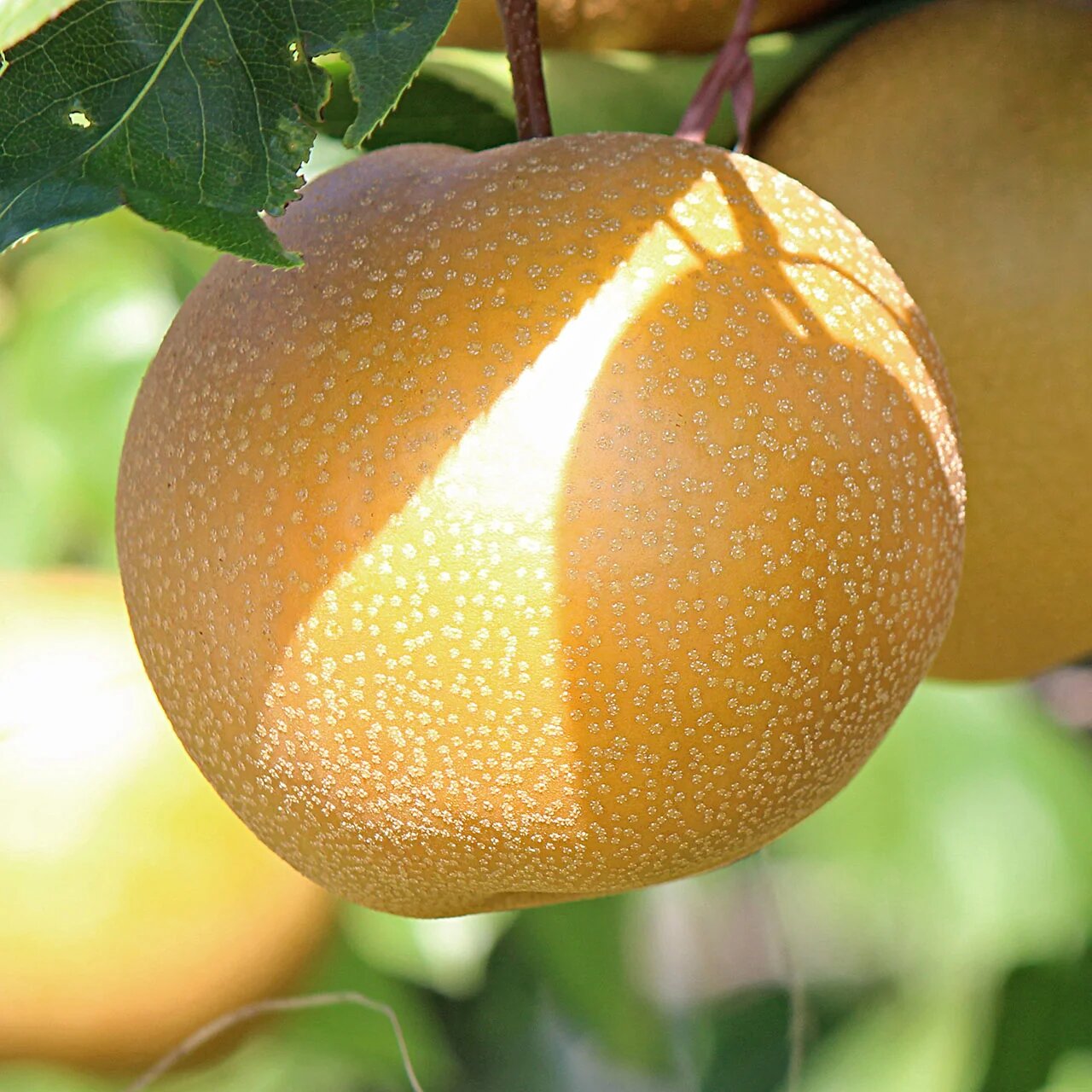 Asian pear tree growing with white spring flowers and fresh fruit