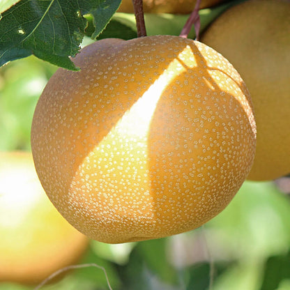 Asian pear tree growing with white spring flowers and fresh fruit