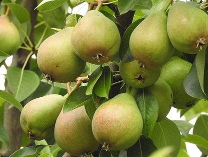 Sand Pear Pyrus pyrifolia Fruit Seeds for Planting – Heirloom Non-GMO Garden Seeds