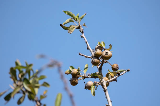 Almond-leaved pear seeds ready for planting in a home garden.