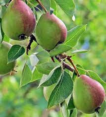 Ussurian Pear Tree Seeds for Planting – Heirloom Non-GMO Garden Seeds