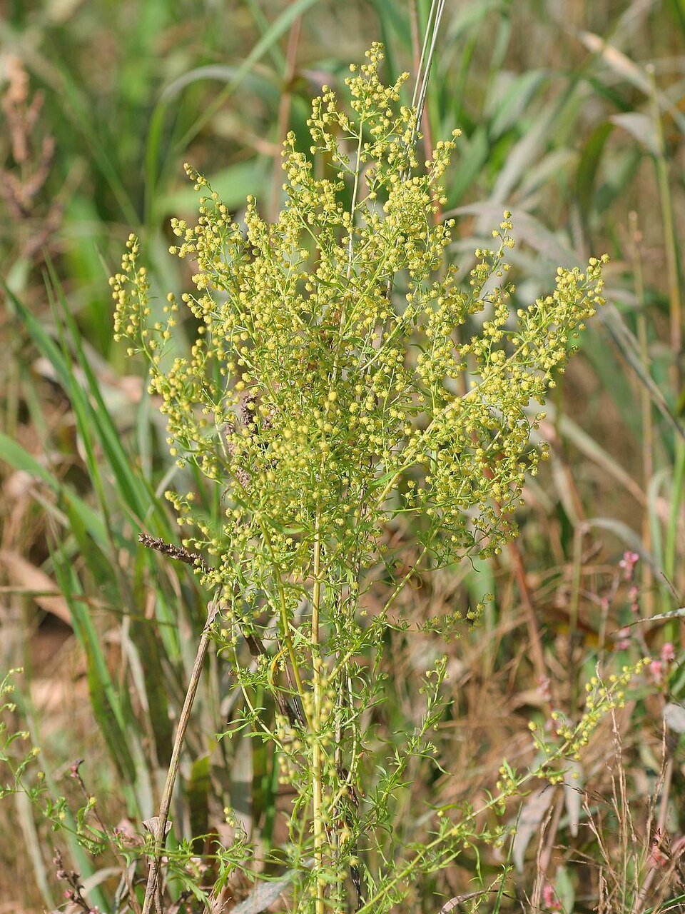 Artemisia annua Sweet Annie herb plant with finely divided green aromatic leaves, branching stems, and delicate yellowish flower clusters growing in a sunny garden.