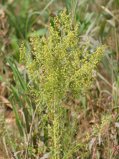 Artemisia annua Sweet Annie herb plant with finely divided green aromatic leaves, branching stems, and delicate yellowish flower clusters growing in a sunny garden.