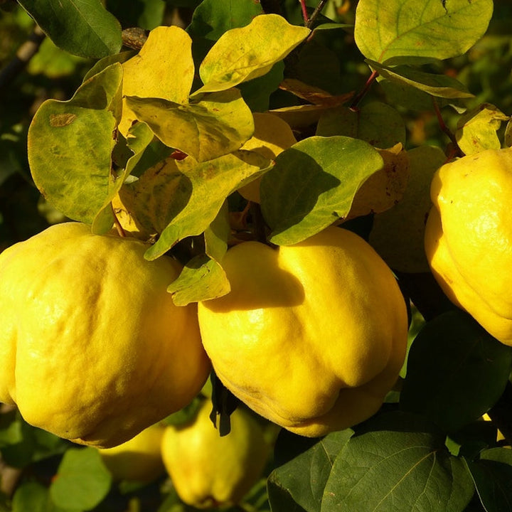 Yellow Quince Fruit Seeds for Planting – Heirloom Non-GMO Garden Seeds