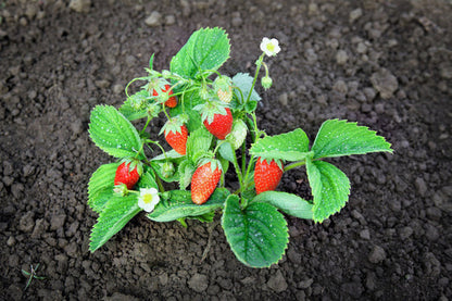 Rügen Strawberry Fruit Seeds for Planting – Heirloom Non-GMO Garden Seeds