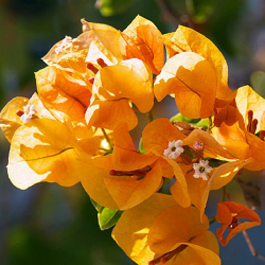 Yellow Bougainvillea flower seeds