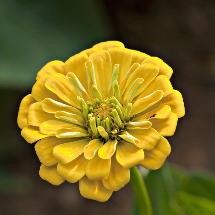 Radiant Yellow flower seeds