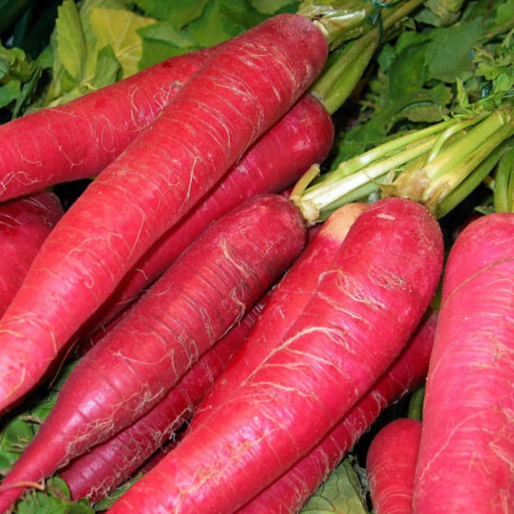 Radish seeds for planting with fresh radishes growing in a home vegetable garden