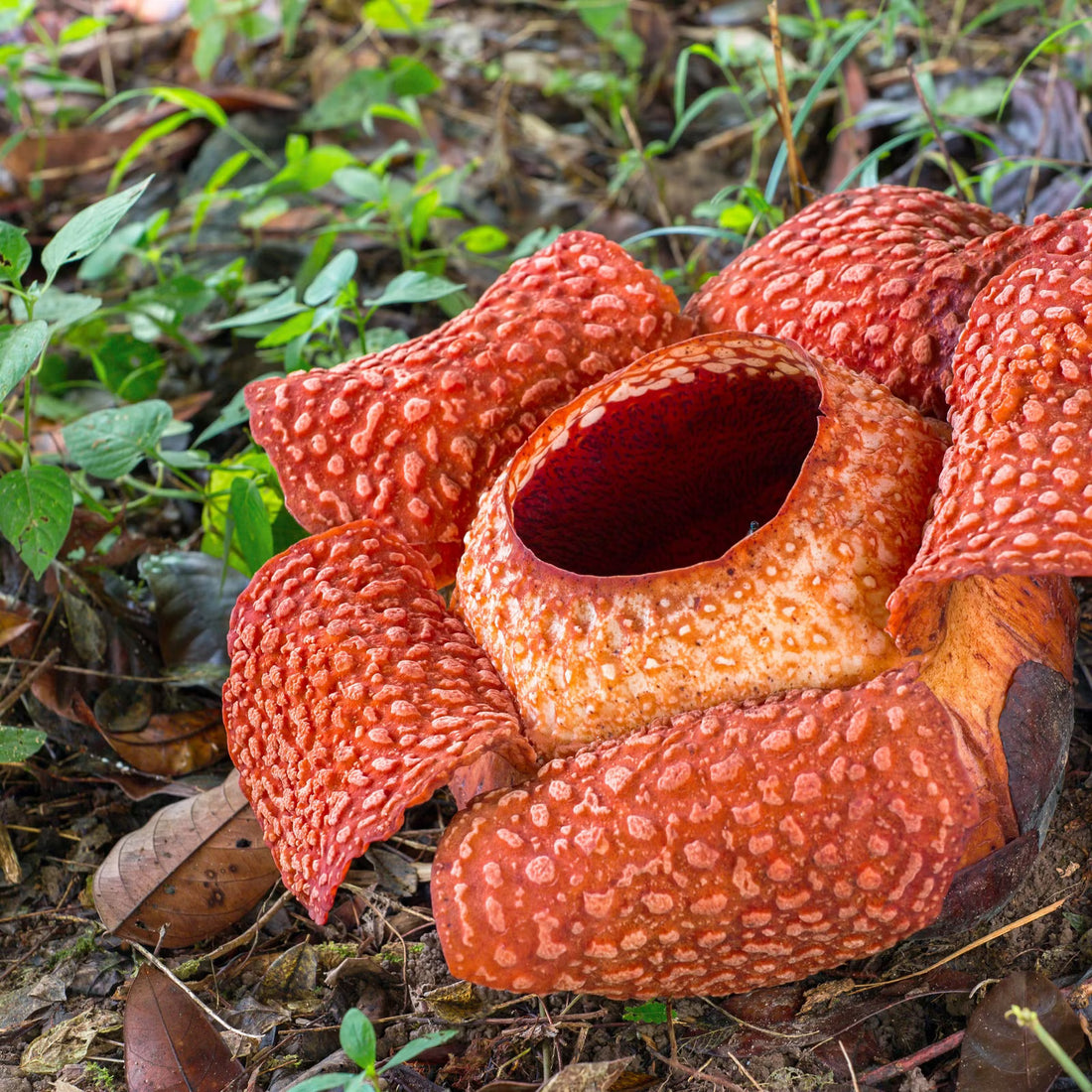 Smelliest flower seeds