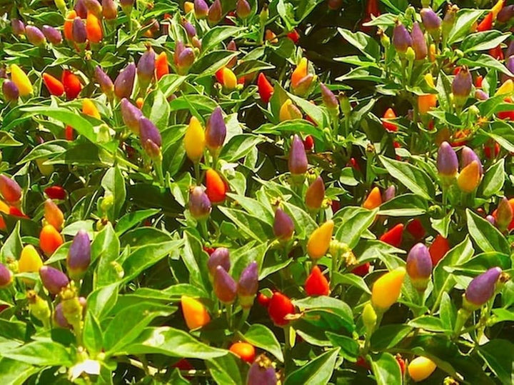 Rainbow Bell Pepper Seeds