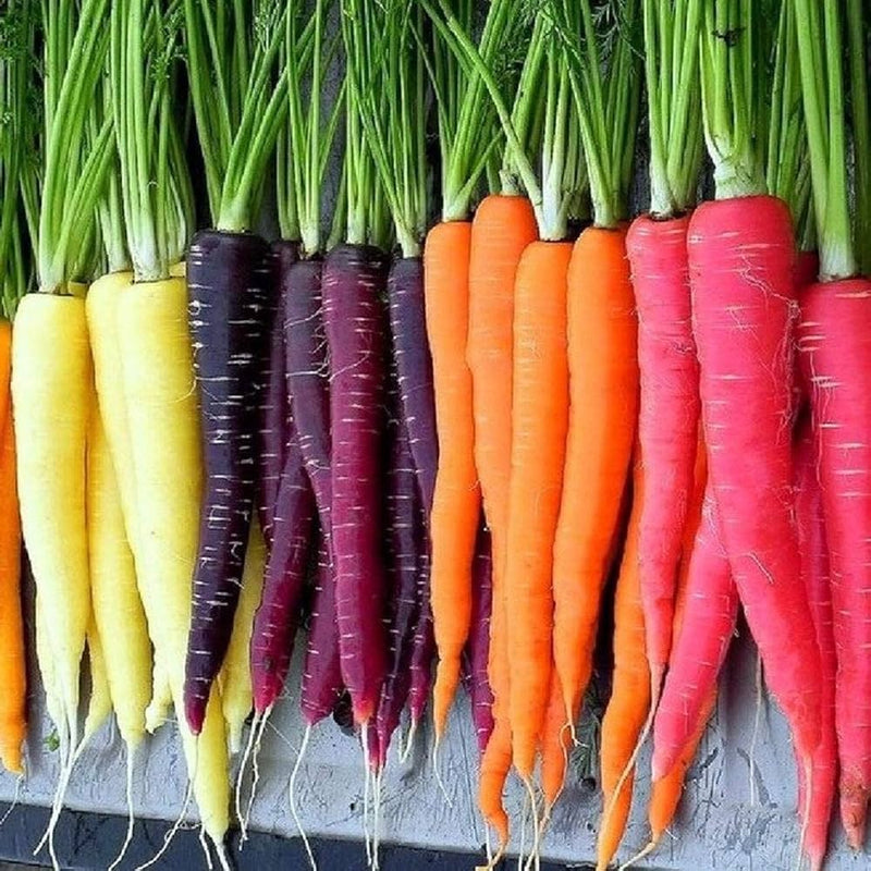 Rainbow Carrot Seeds for Planting – Heirloom Non-GMO Garden Seeds