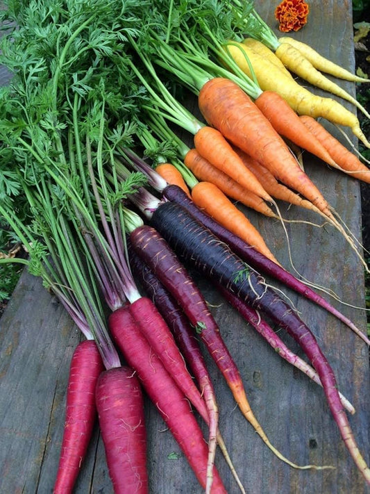 Rainbow Carrot Seeds