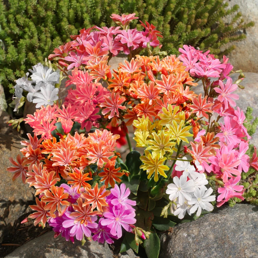 Lewisia flower seeds