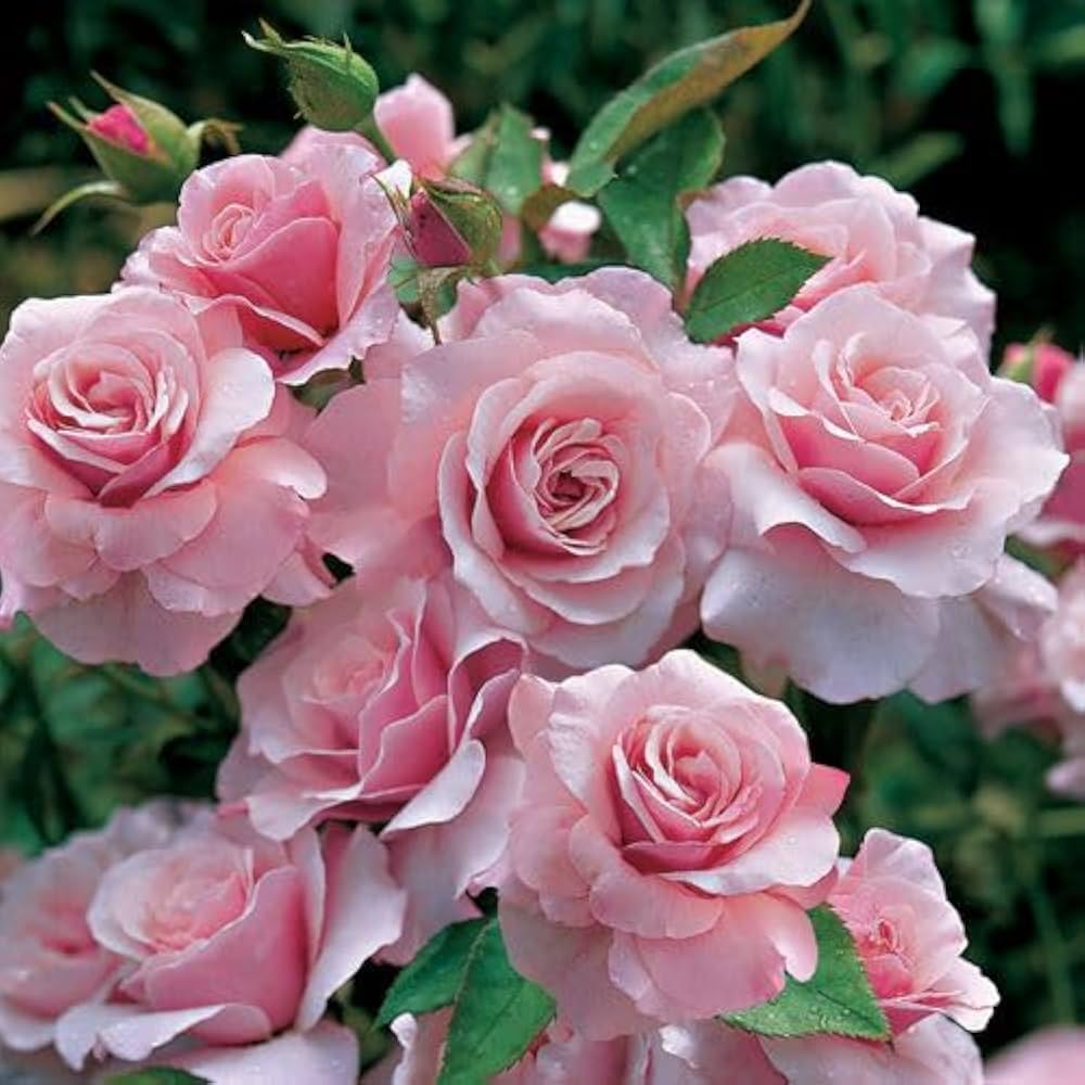 Pale Pink flower seeds