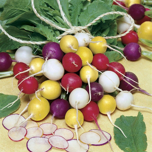 Rainbow Radish Seeds for planting with colorful red, pink, purple, white, and yellow radishes