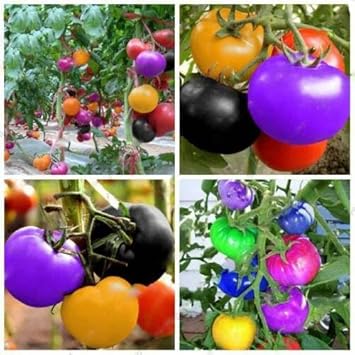Rainbow Tomato Seeds