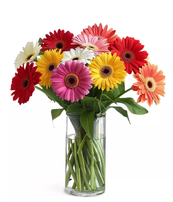 Gerbera flower seeds