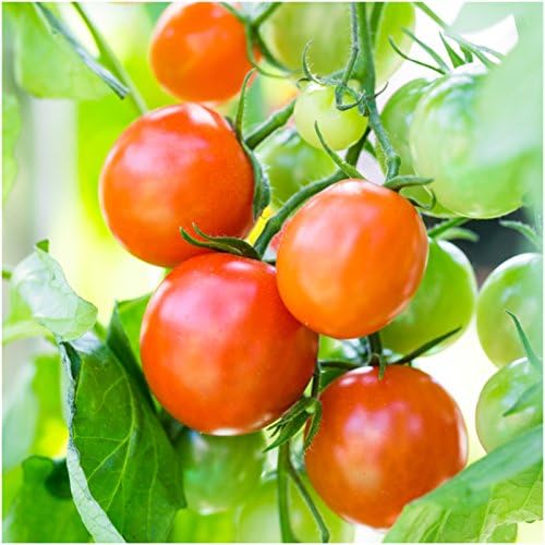 Cherry Tomato Vegetable Seeds for Planting – Heirloom Non-GMO Garden Seeds