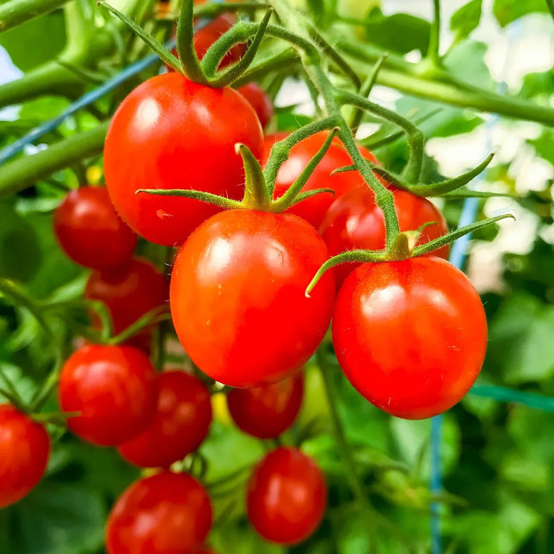 German Tomato Vegetable Seeds for Planting – Heirloom Non-GMO Garden Seeds