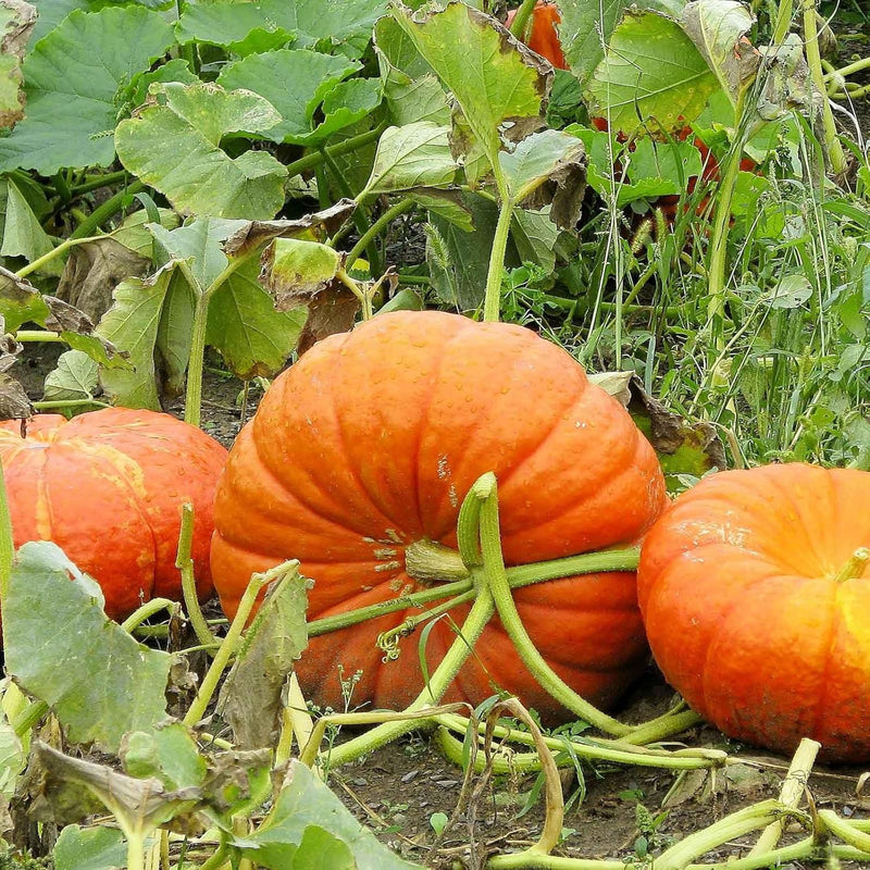 Pumpkin Vegetable Seeds for Planting – Heirloom Non-GMO Garden Seeds