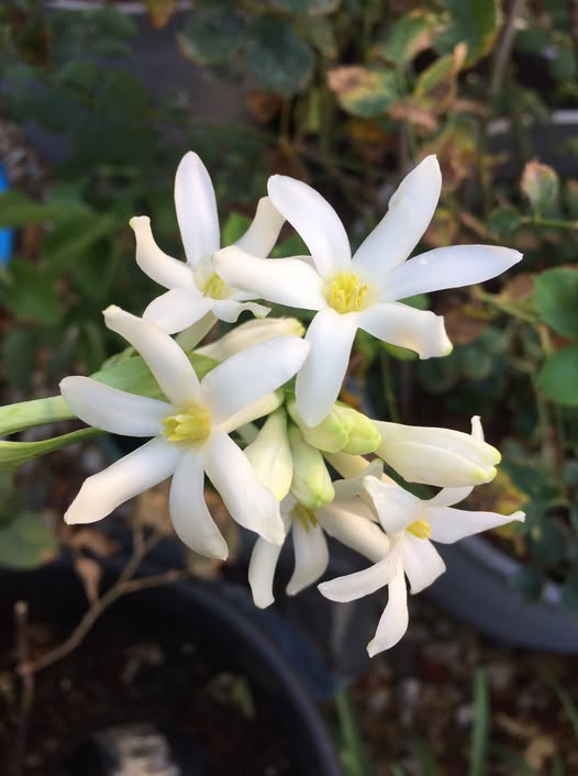 Mexican Single Tuberose Rajnigandha flowering plant with fragrant white blooms, slender green leaves, and elegant flower spikes in a sunny garden.