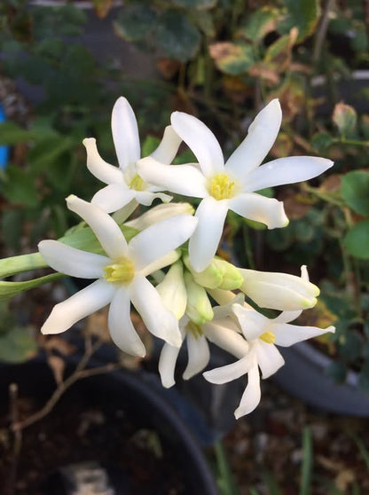 Mexican Single Tuberose Rajnigandha flowering plant with fragrant white blooms, slender green leaves, and elegant flower spikes in a sunny garden.