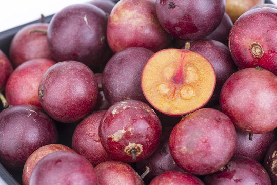 Ramontchi fruit plant with glossy green leaves, thorny branches, and clusters of ripe reddish-purple fruits growing in a tropical garden.