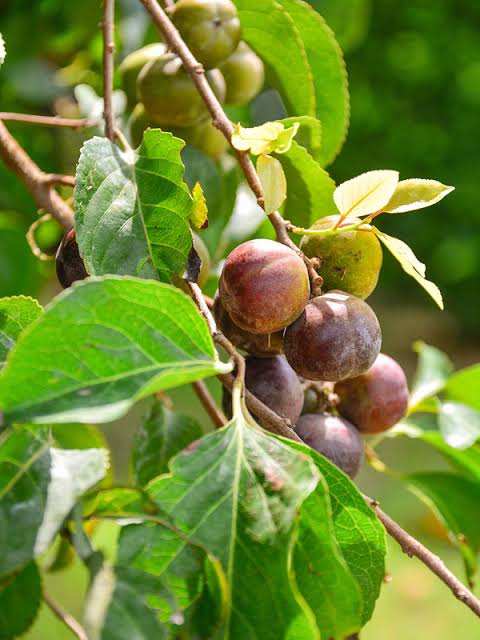 Ramontchi fruit plant with glossy green leaves, thorny branches, and clusters of ripe reddish-purple fruits growing in a tropical garden.
