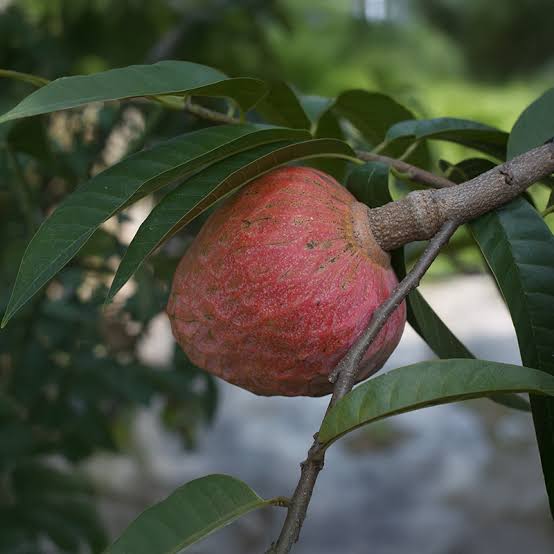 Ramphal fruit seeds for planting, Annona reticulata tropical fruit tree seeds