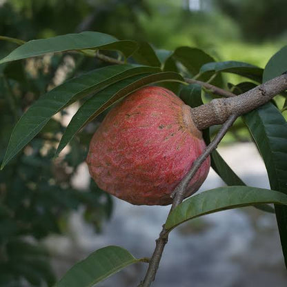 Ramphal fruit seeds for planting, Annona reticulata tropical fruit tree seeds