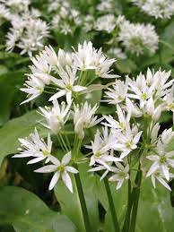 Wild Bear Garlic Herb Seeds for Planting – Heirloom Non-GMO Garden Seeds