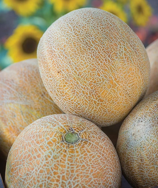 rannya melon seeds