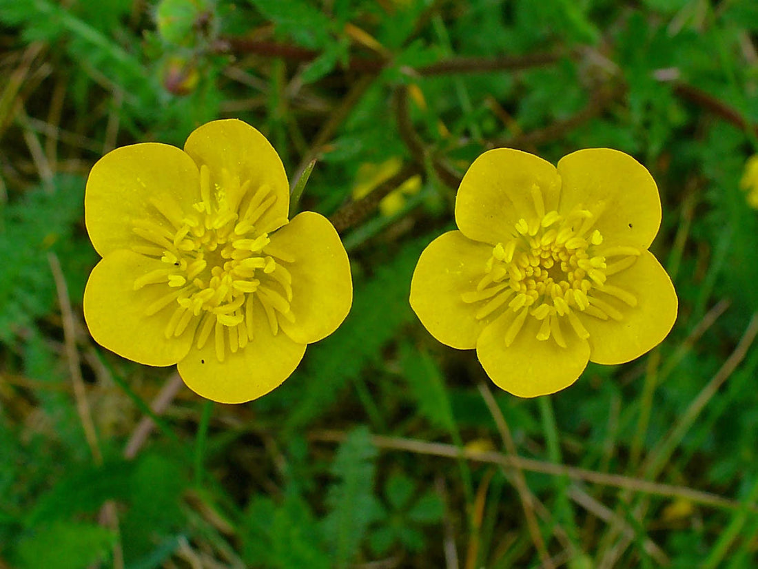 Meadow Buttercup flower seeds
