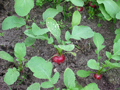 Radish Seeds