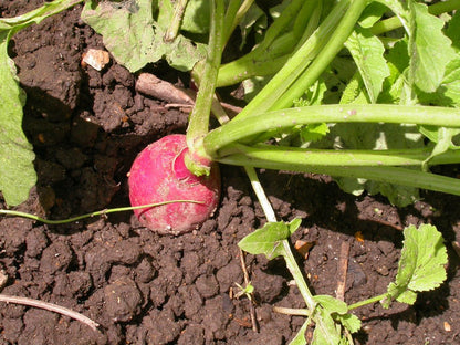 Radish Seeds for Planting – Heirloom Non-GMO Garden Seeds